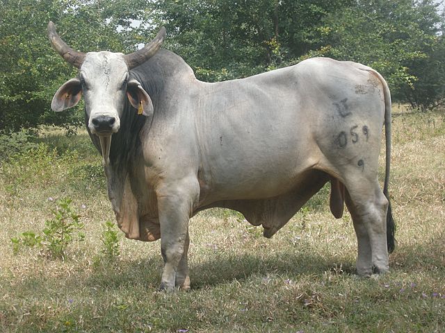 Genoma del toro cebú, terminación de genomas.