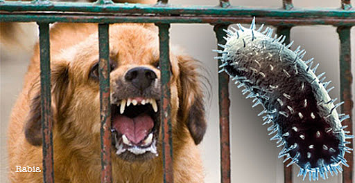 Vacuna contra la rabia.