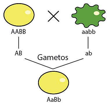 Tercera ley de Mendel