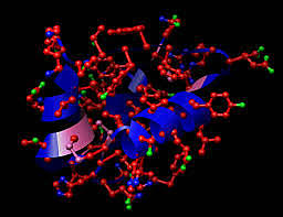 Es secuenciada la primera proteína, la insulina