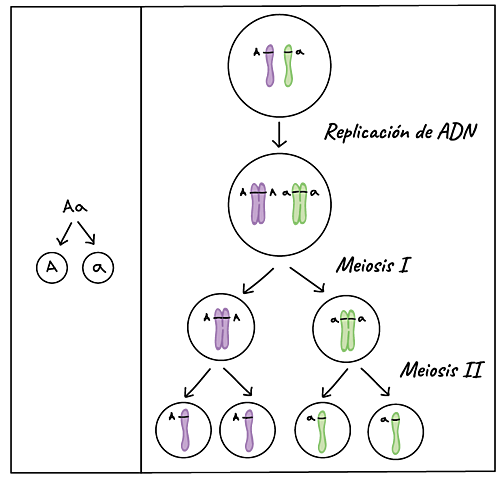 Teoría cromosómica de la herencia mediante la no disyunción del cromosoma x. (Calvin Bridges)