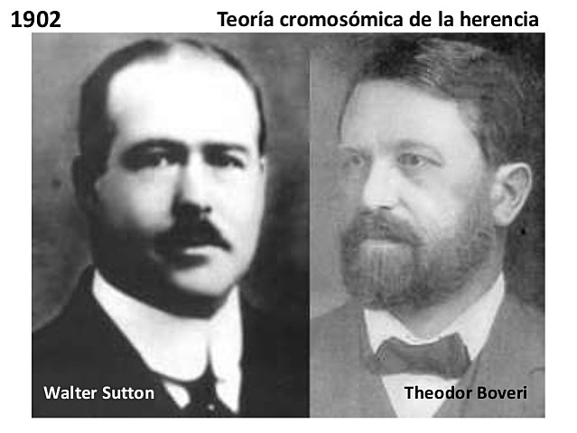 La teoría cromosómica de la herencia