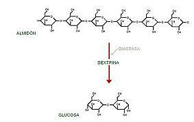 Hidrolísis de almidón utilizando diastasas