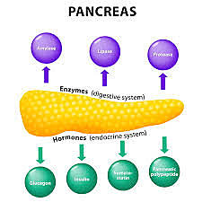 Enzimas pancreáticas