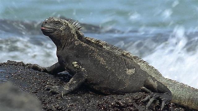 Galapagos Islands