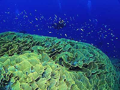 Cocos Islands (Keeling Islands)