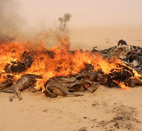 Conflicto De Dafur y Huida hacia el desierto