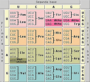 Determinación del código genético.