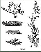 Cocos Island (Keeling Island)