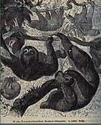 Bahia and Pernambuco, South America