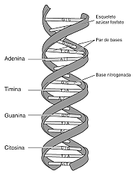 Modelo de ADN de doble hélice
