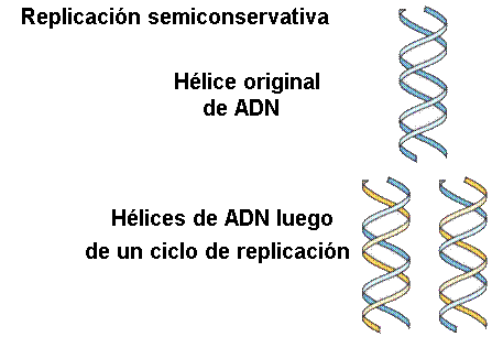 Replicación de ADN semiconservador