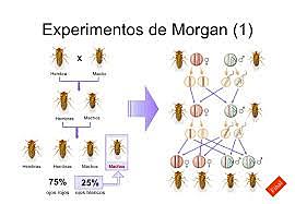 Moscas, Drosophila melanogaster.