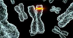 Los rayos x causan mutaciones.