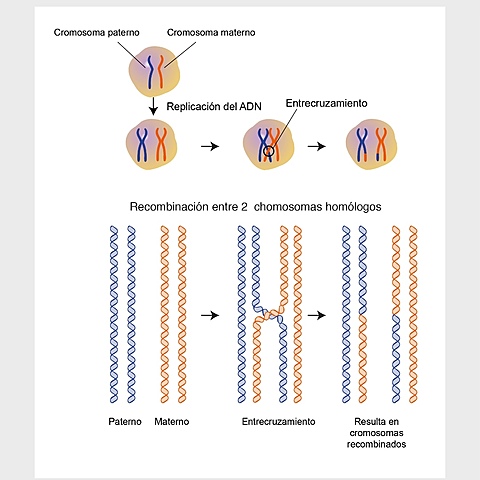 Recombinación genética.