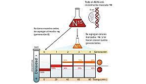 Experimento de Meselson-Stahl