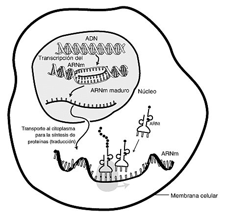 Localización del ADN y ARN.