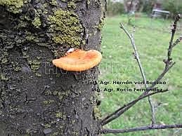 1200 BCE Albertus Magnus primer patógeno vegeta