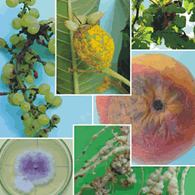 Timeline: FITOPATOLOGIAS