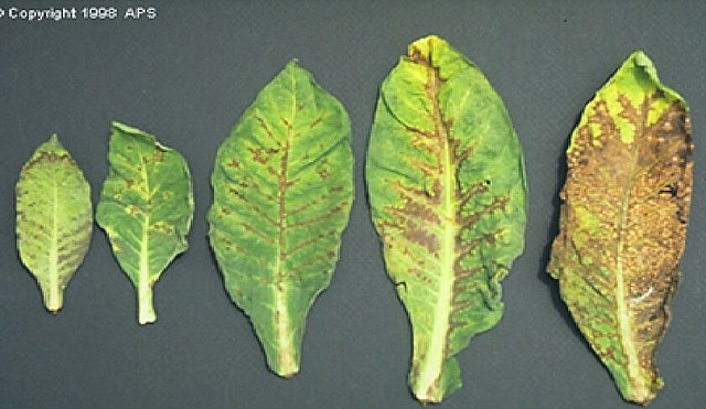 1886 A. C. Adolfo Mayer