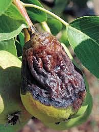 Origen del Tizón de Fuego Peral