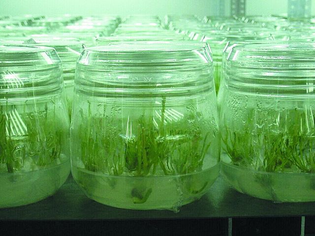Cultivo de Tejidos Vegetales
