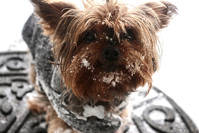 Got our first pet dog, Yankee.