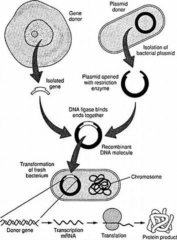 PRIMERA PROTEÍNA RECOMBINANTE