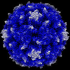 VACUNA ANTIPOLIOMELITICA