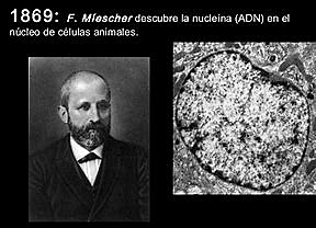 Nucleinas