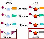 Diferentes formas de acidos nucleiscos