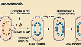 Principios de transformacion (ADN)