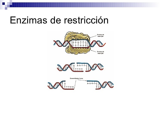 Enzimas de restricción