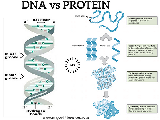 El ADN es el material genetico principal de la vida