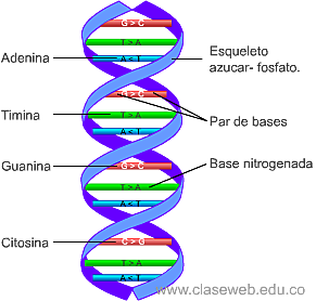Estructura de la molecula de ADN
