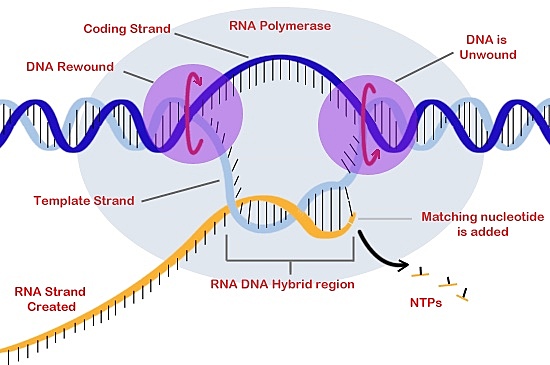 Transcripcion ADN-ARN puede revertirse