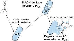 *Descubrieron el papel del DNA en la genética bacteriana.