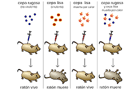El experimento de clonación
