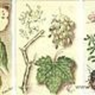 Timeline: línea de tiempo con la historia de la Fitopatologia