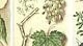 Timeline: línea de tiempo con la historia de la Fitopatologia