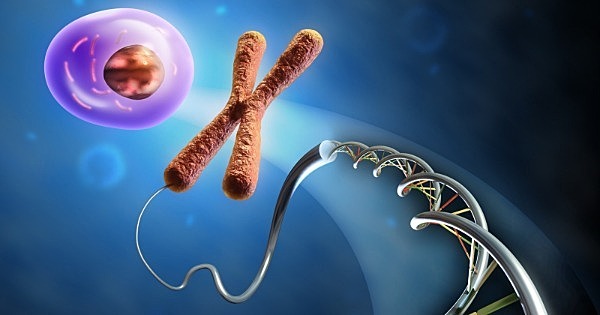 Se descubre que la actividad del gen está relacionada con su posición en el cromosoma