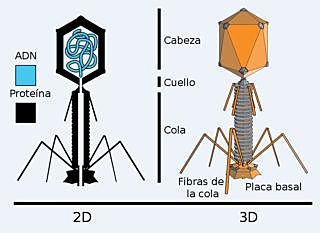 El ADN transmite material genético, Martha Chase.