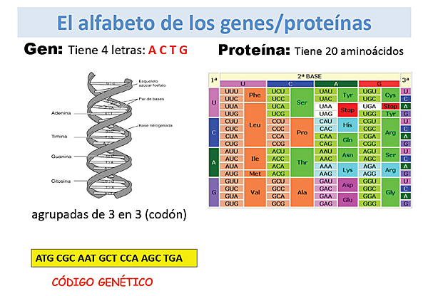 Secuenciación de nucleótidos de un gen, Walter Fiers