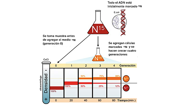Experimento de Meselson-Stahl