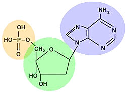 Nucleotidos, Phoebus Levene.