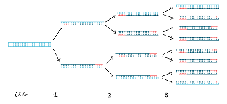 Reacción en cadena de la polimerasa, Kary Banks.
