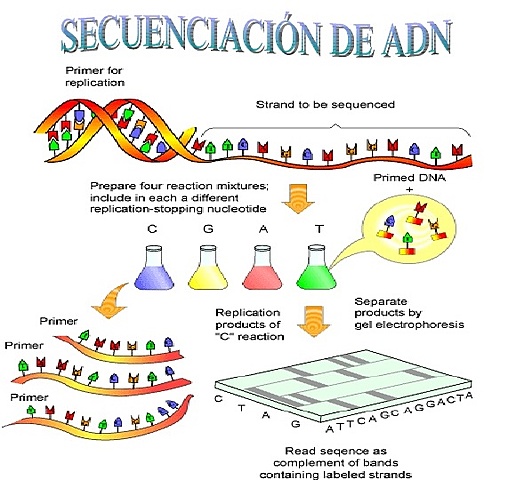 Secuenciación del ADN, Frederick Sanger.