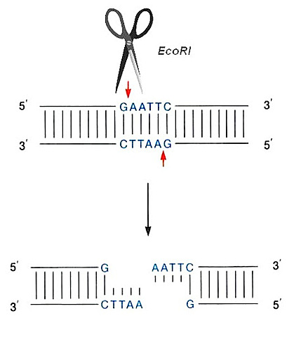 Enzima de restricción, Werner Arber, Hamilton Smith y Daniel Nathan.s