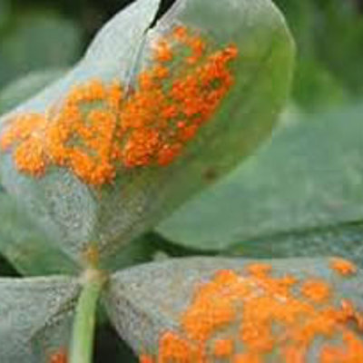 Timeline: Linea de Tiempo de Fitopatologia