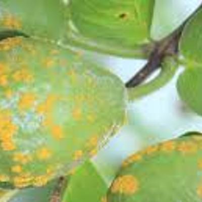 Timeline: HISTORIA DE LA FITOPATOLOGÍA